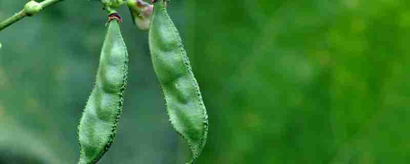 扁豆从种植到发芽需要多久(扁豆从种植到发芽需要多久时间)